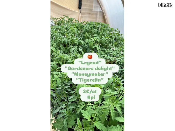 Säljes Taimia tomaatti, kurkku, meloni