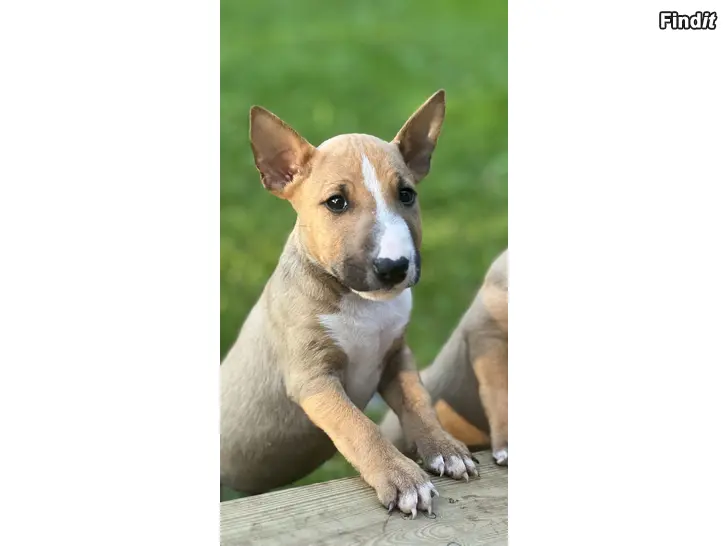 Säljes Miniatyrbullterrier