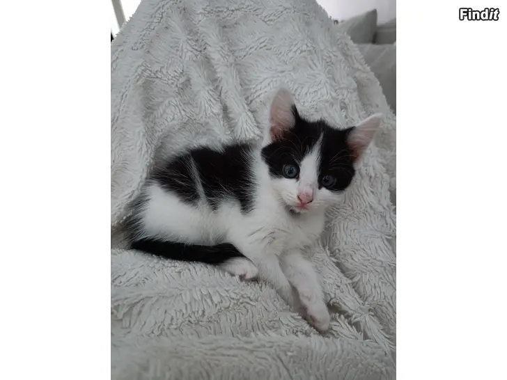 Säljes Kattungar säljes