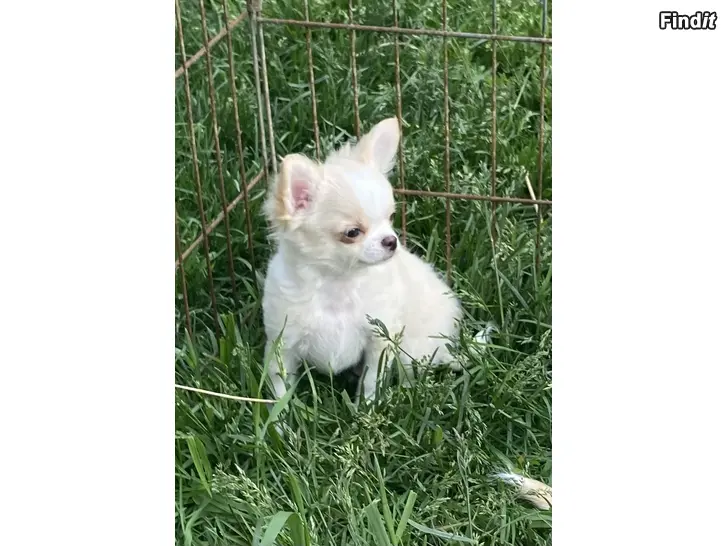 Säljes Chihuahua hanvalpar