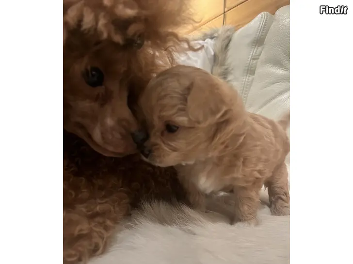 Myydään Chipoo valp