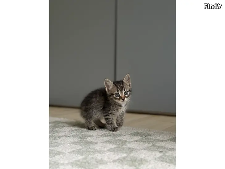 Säljes Kattungar