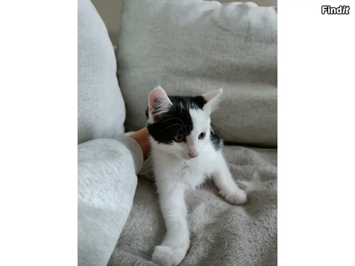 Myydään Kattungar säljes