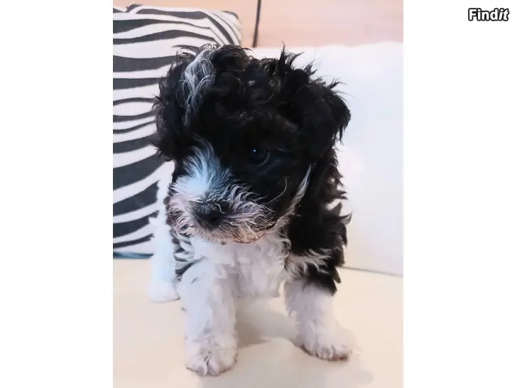 Myydään Poochon