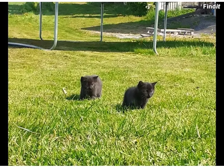 Myydään Kaksi kissanpentua