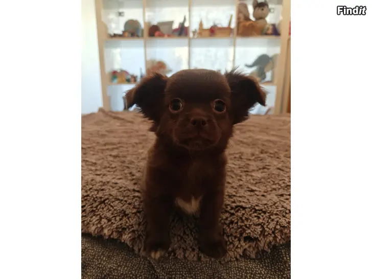 Säljes Chihuahua