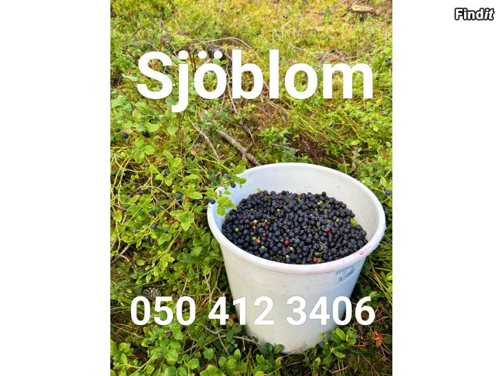 Säljes Blåbär, svamp mm