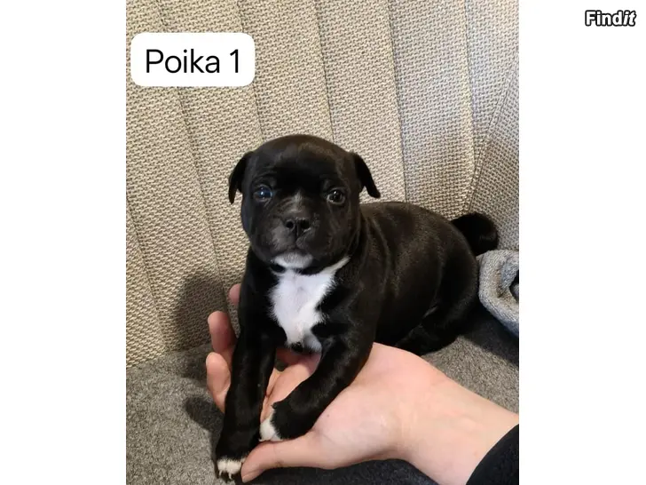 Myydään Staffin pentuja