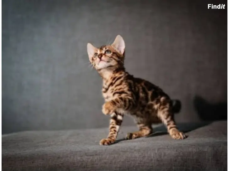 Säljes Kattunge