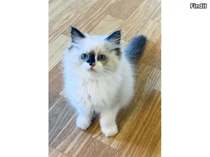 Säljes Ragdoll