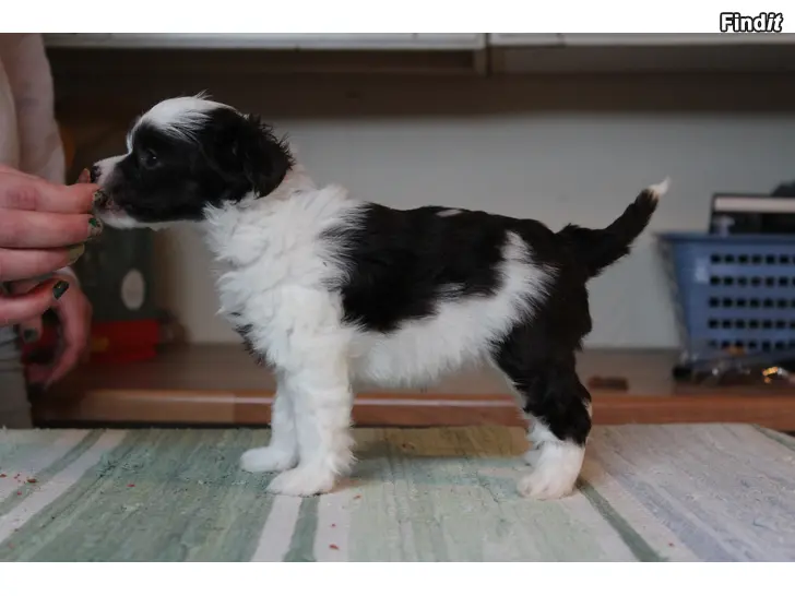 Myydään Chinese crested