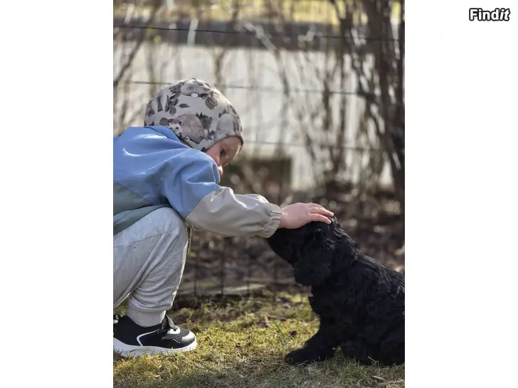 Myydään Hundvalp säljes