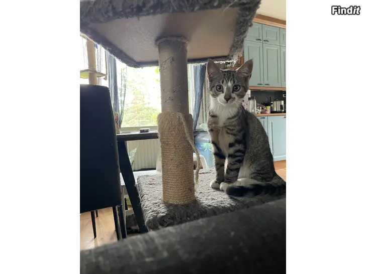 Säljes Kattungar
