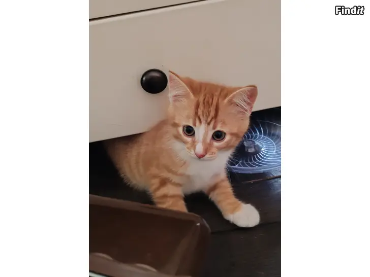 Säljes 2 söta kattungar