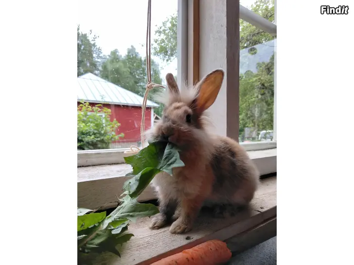 Säljes Kanin hane