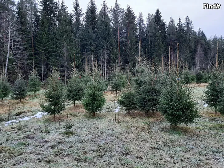 Säljes Vackra närodlade julgranar