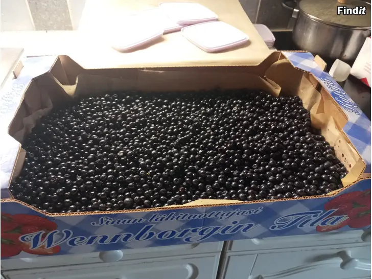 Myydään Puhdistettua mustikkaa reilu 3 kiloa