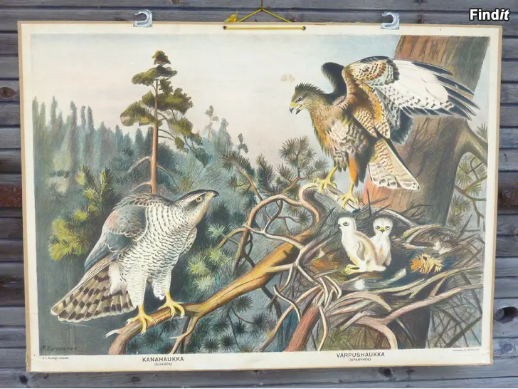 Säljes kansakoulun eläinaiheisia opetustauluja