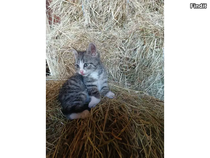 Säljes Kattungar till salu
