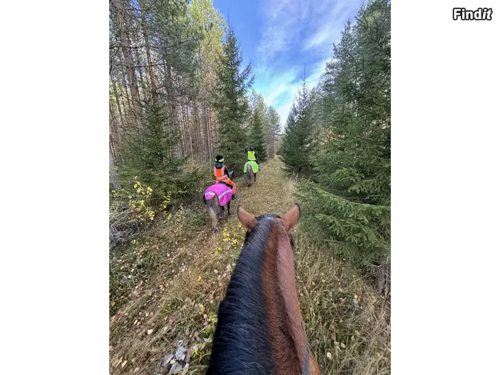 Säljes Vuxengrupp i hästhantering och ridning