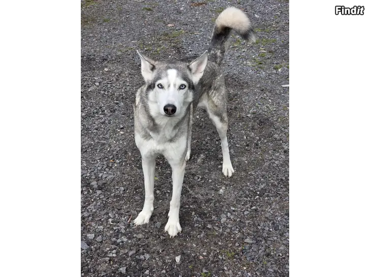 Säljes Husky tik