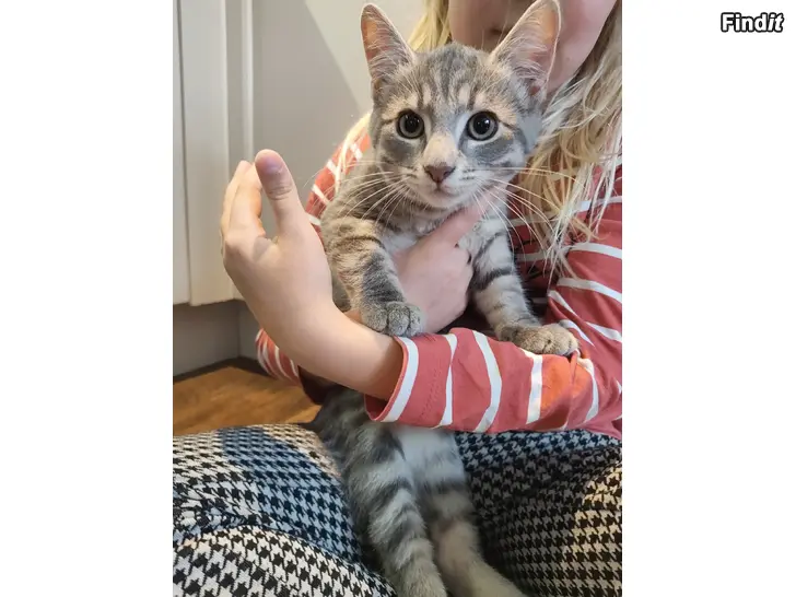 Säljes Kattunge säljes