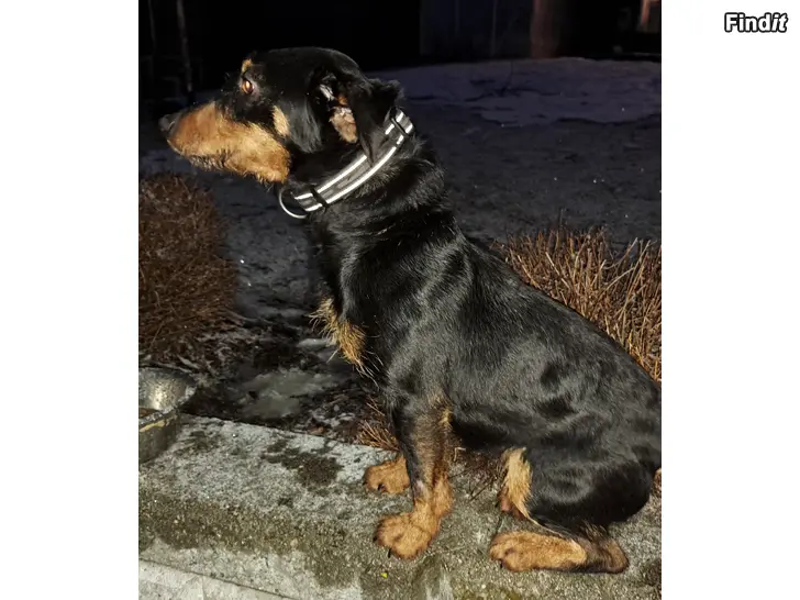 Myydään Tysk Jaktterrier