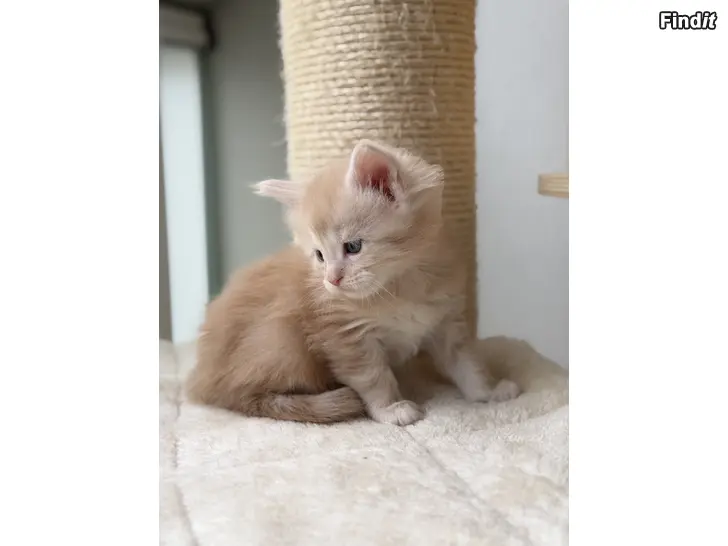 Myydään Maine Coon -kissanpentu