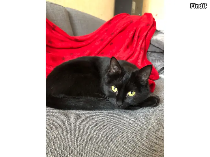 Myydään Kaksi aikuista kissaa/Två vuxna katter