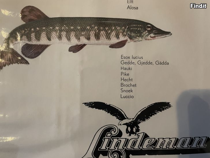 Säljes Retro fiskar-affisch