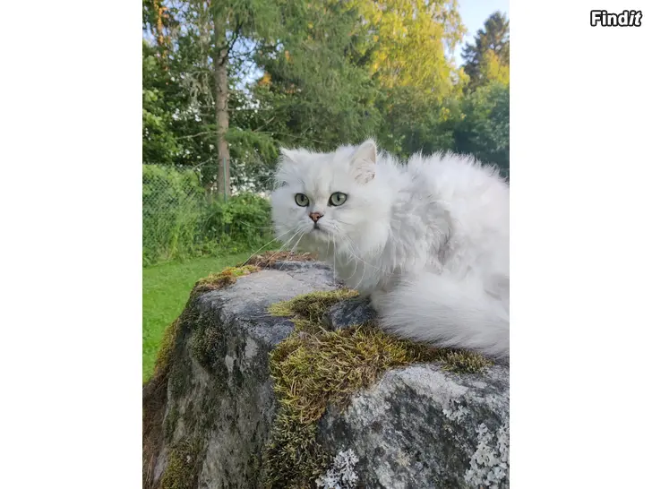 Säljes Vit långhårig hankatt