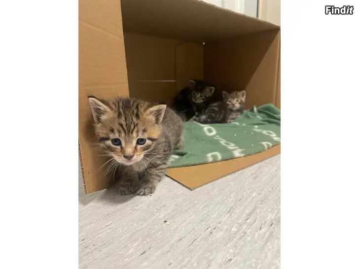 Säljes Katter till salu