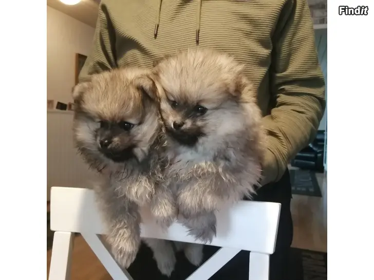 Myydään Pomerian pentuja