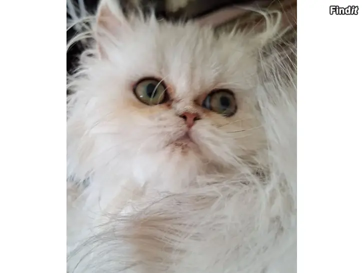 Myydään Persialainen chincilla poika