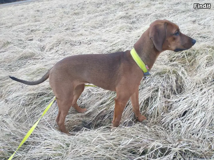 Säljes Hund - Fin Tik