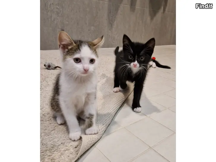 Säljes Kattungar