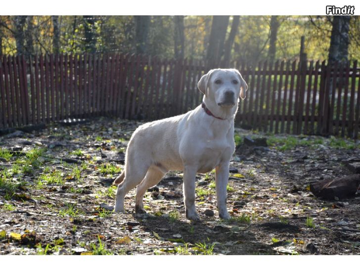 Myydään Labradorinnoutajan urospentu