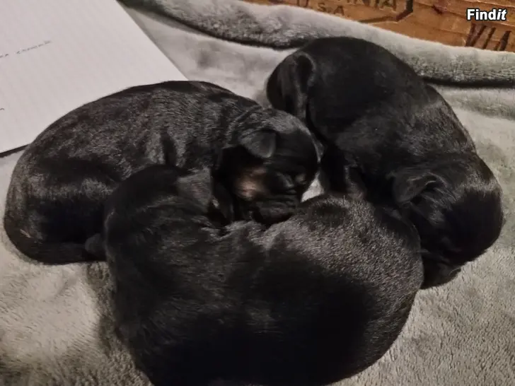Säljes Tibbe-Pon-Labrador mix