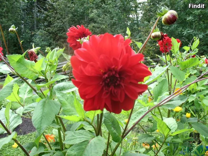 Bortges DAHLIA KNÖLAR