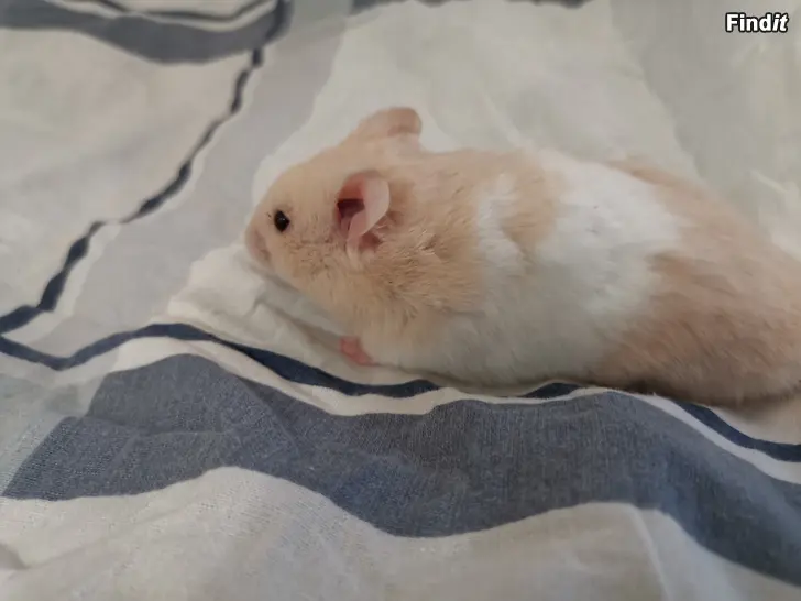 Myydään Syyrialaisen Hamsterin poikaset