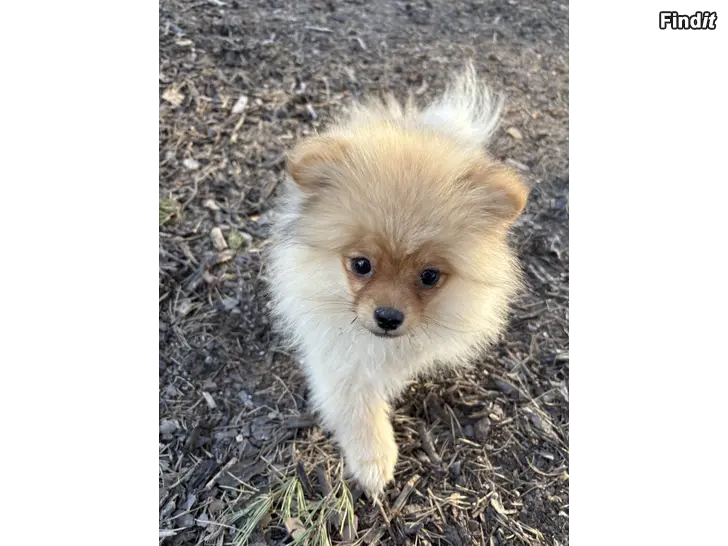 Säljes Pieni koiran pentu
