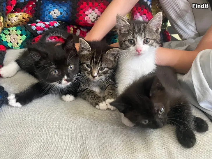 Säljes Kattungar