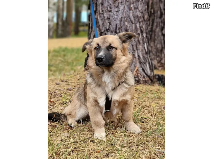 Myydään monirotuinen