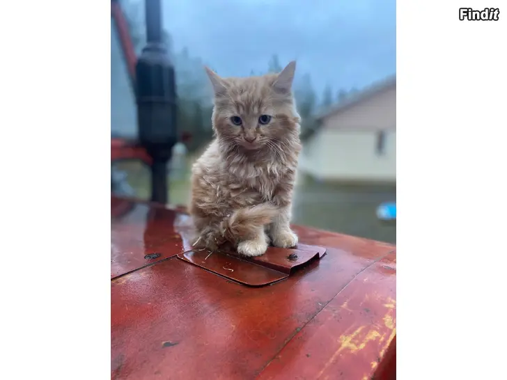 Säljes kattungar