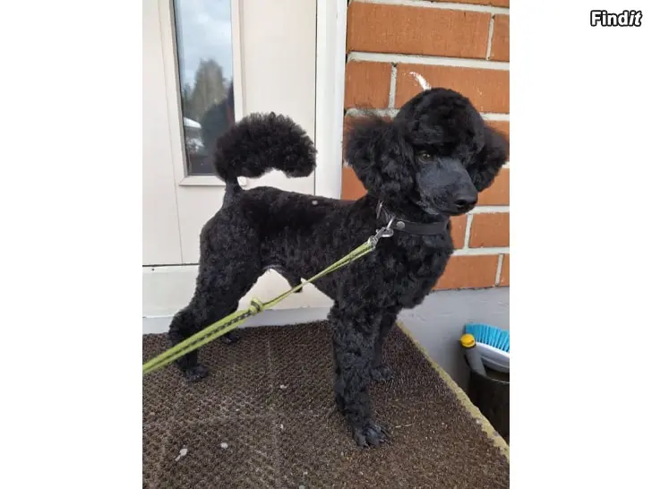 Säljes Kääpiövillakoira, aktiivinen poikapentu 9 viikkoa