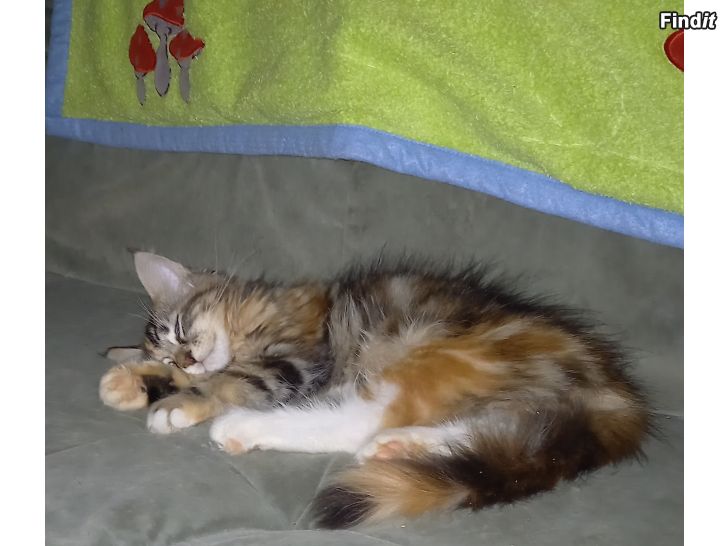 Myydään Ragdoll Maine Coon mix
