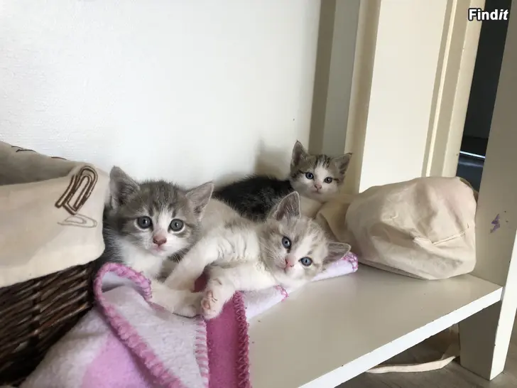 Myydään Kattungar