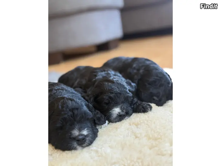 Säljes Hundvalpar säljes