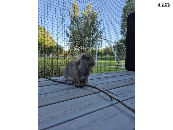 Säljes Dvärgvädur kaninpojke