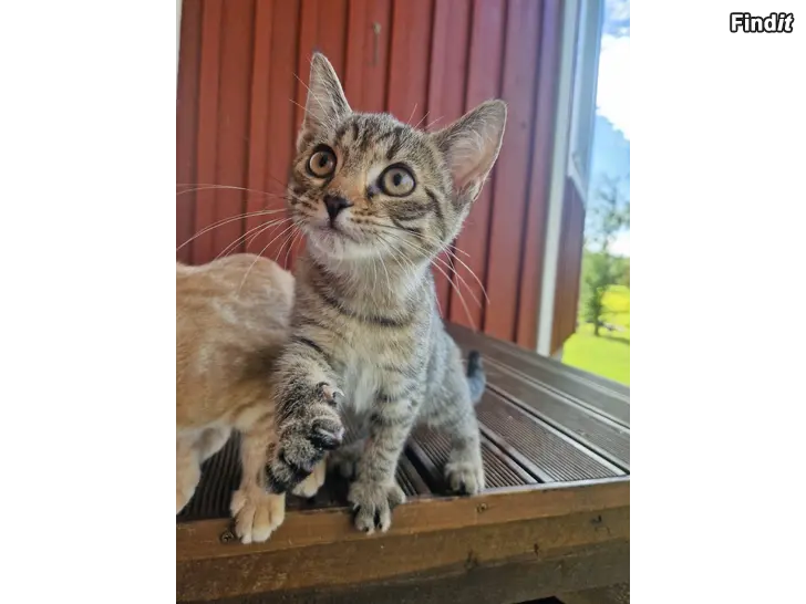 Säljes Kattungar